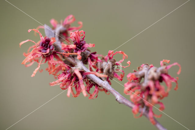 Chinese witchhazel (Hamamelis mollis)