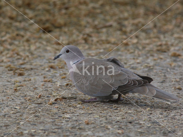 Turkse Tortel (Streptopelia decaocto)