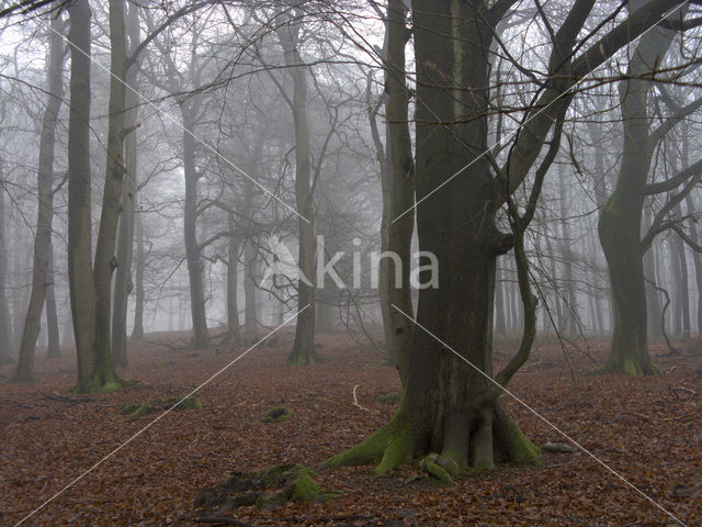 Veluwe