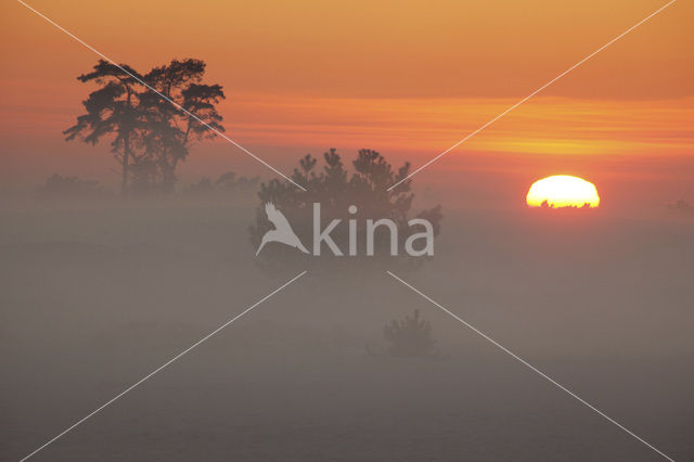 Veluwe