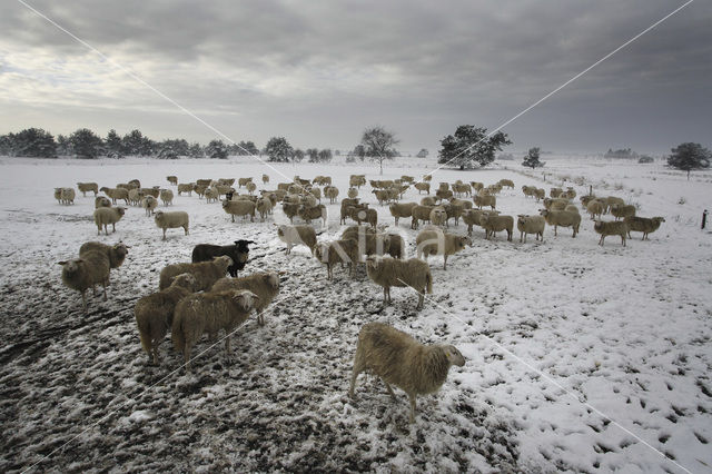 Veluws heideschaap (Ovis domesticus)