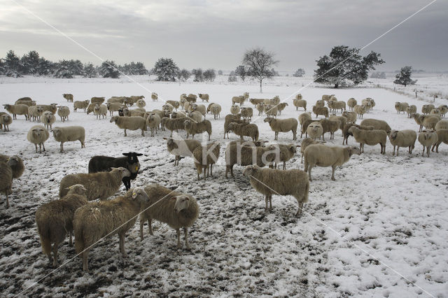 Veluws heideschaap (Ovis domesticus)