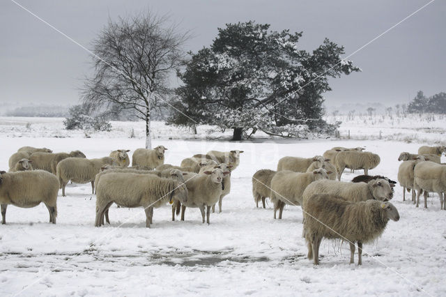 Veluws heideschaap (Ovis domesticus)