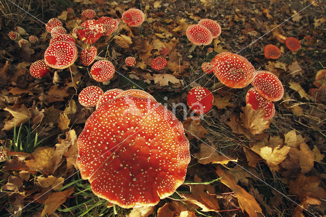 Fly agaric (Amanita muscaria)