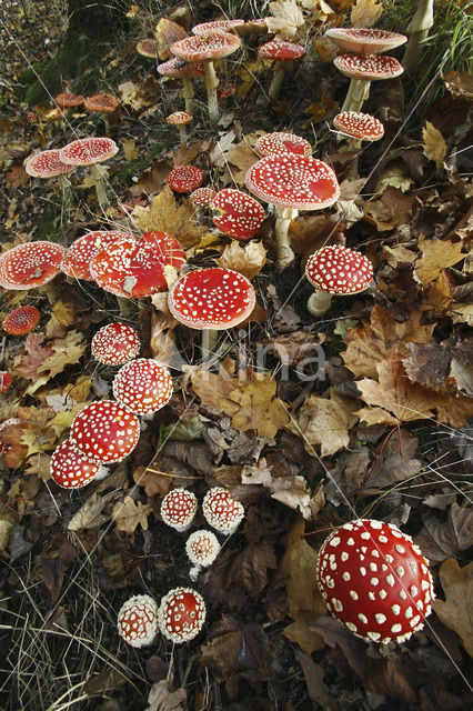 Fly agaric (Amanita muscaria)