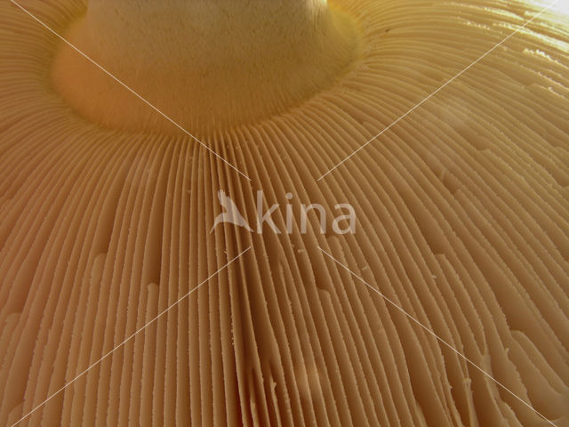 Fly agaric (Amanita muscaria)