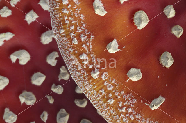 Fly agaric (Amanita muscaria)