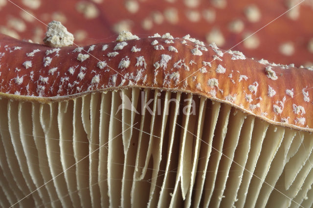 Fly agaric (Amanita muscaria)