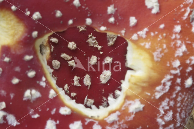 Fly agaric (Amanita muscaria)