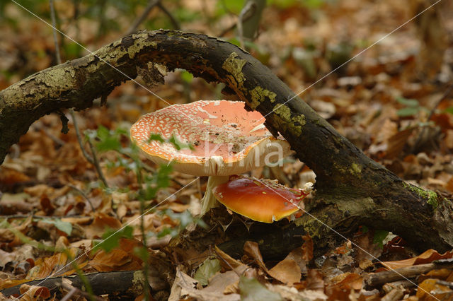 Vliegenzwam (Amanita muscaria)