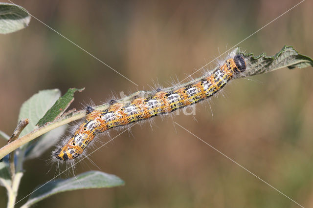 Wapendrager (Phalera bucephala)