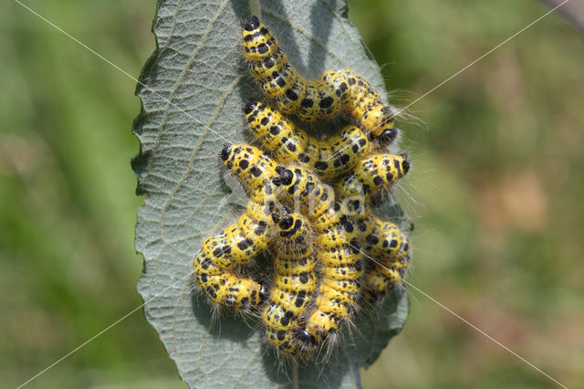 Wapendrager (Phalera bucephala)