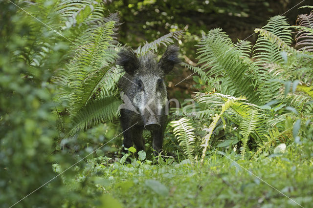 Wild Boar (Sus scrofa)