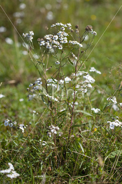 Sneezewort (Achillea ptarmica)