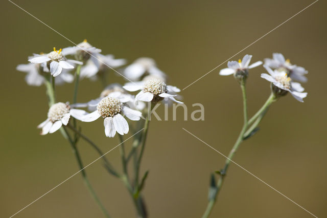 Sneezewort (Achillea ptarmica)