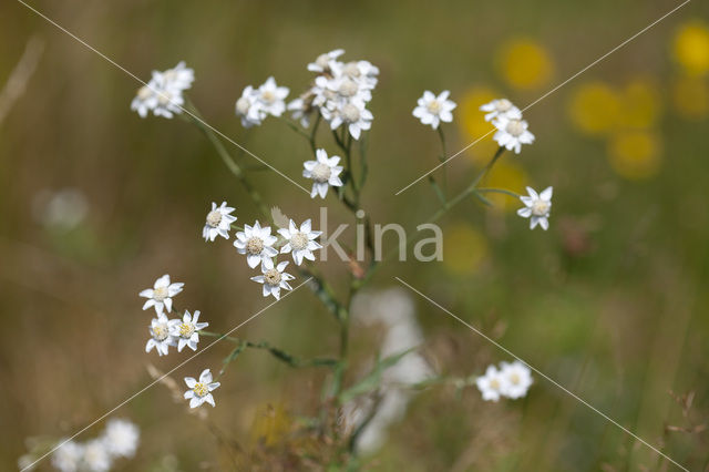 Sneezewort (Achillea ptarmica)