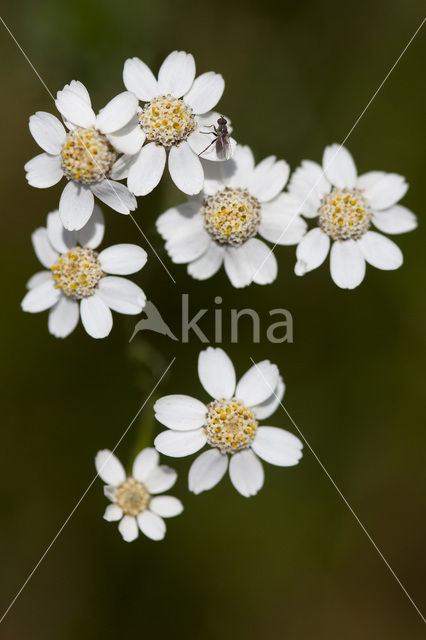 Sneezewort (Achillea ptarmica)