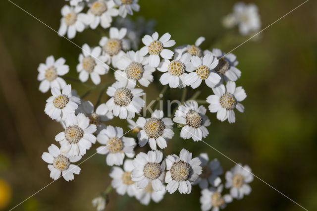 Sneezewort (Achillea ptarmica)