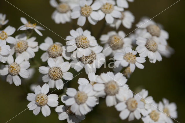 Sneezewort (Achillea ptarmica)
