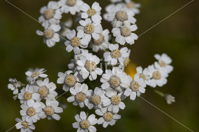 Wilde bertram (Achillea ptarmica)