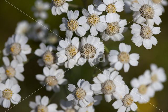 Wilde bertram (Achillea ptarmica)