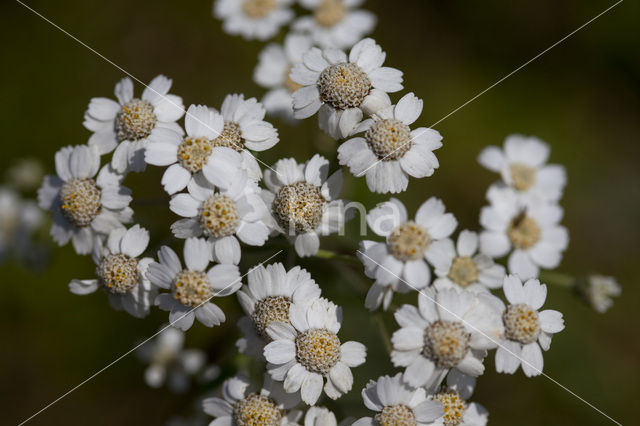 Wilde bertram (Achillea ptarmica)