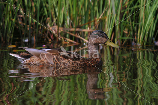Mallard