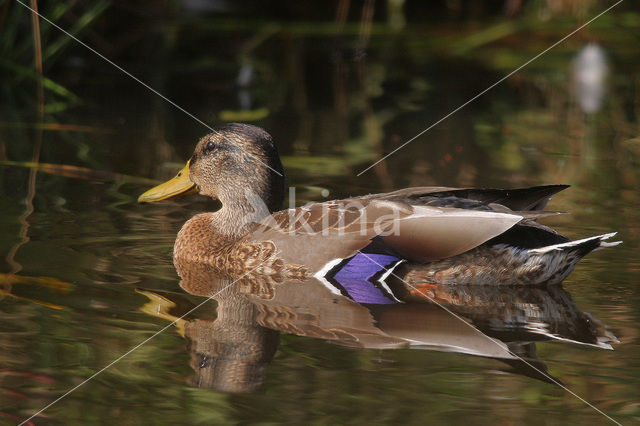 Wilde Eend (Anas platyrhynchos)