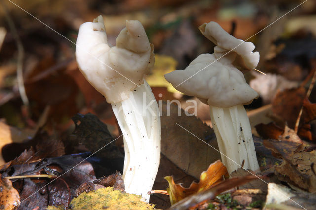 Witte kluifzwam (Helvella crispa)