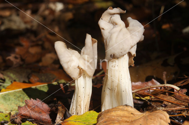 Witte kluifzwam (Helvella crispa)