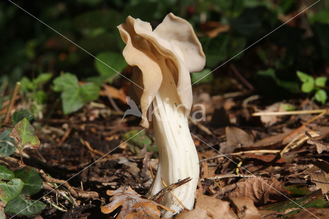 White Saddle (Helvella crispa)