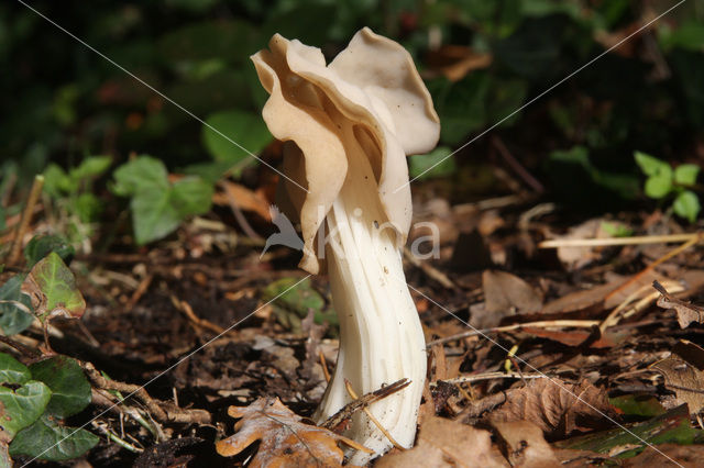 Witte kluifzwam (Helvella crispa)