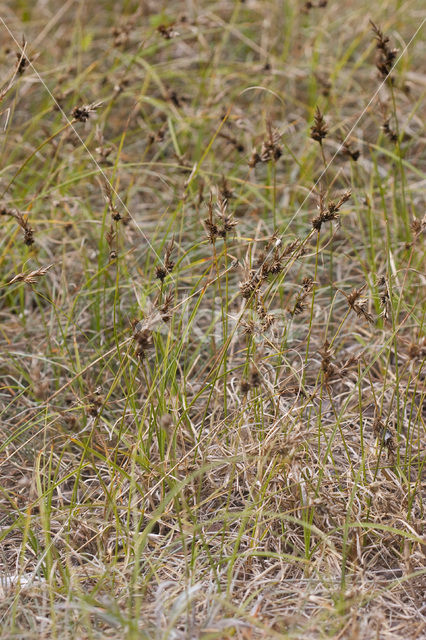 Sand Sedge (Carex arenaria)