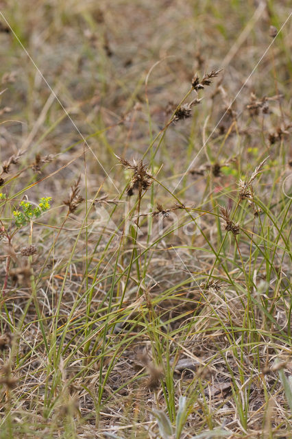 Sand Sedge (Carex arenaria)