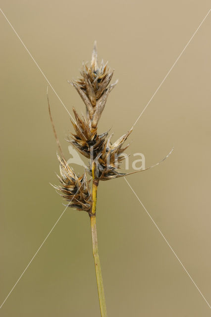 Zandzegge (Carex arenaria)