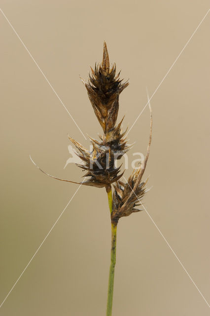 Sand Sedge (Carex arenaria)