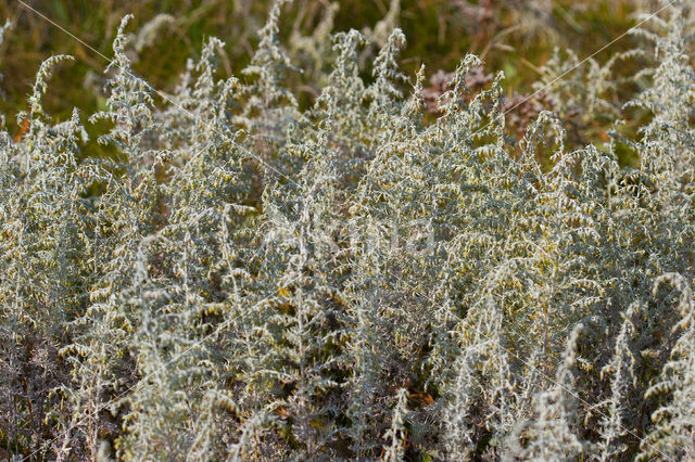 Zeealsem (Artemisia maritima)