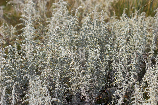 Zeealsem (Artemisia maritima)