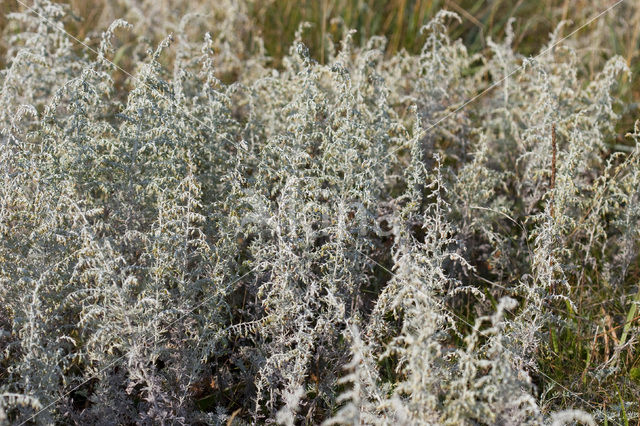 Zeealsem (Artemisia maritima)