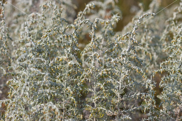 Zeealsem (Artemisia maritima)