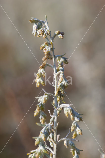 Zeealsem (Artemisia maritima)