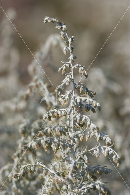 Sea Wood (Artemisia maritima)