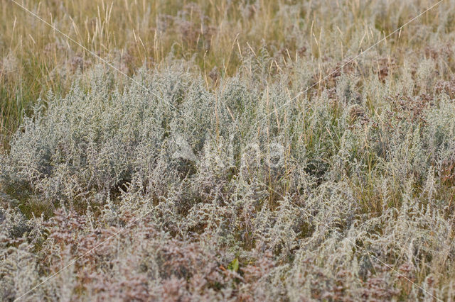 Zeealsem (Artemisia maritima)