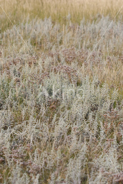 Zeealsem (Artemisia maritima)