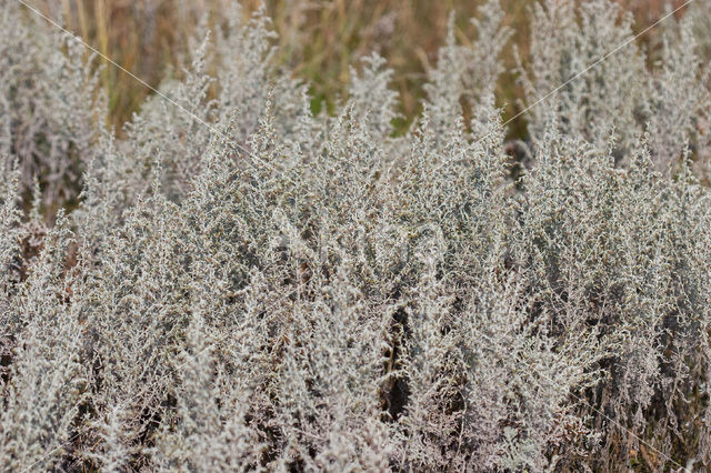 Sea Wood (Artemisia maritima)