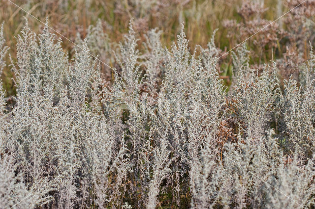 Zeealsem (Artemisia maritima)