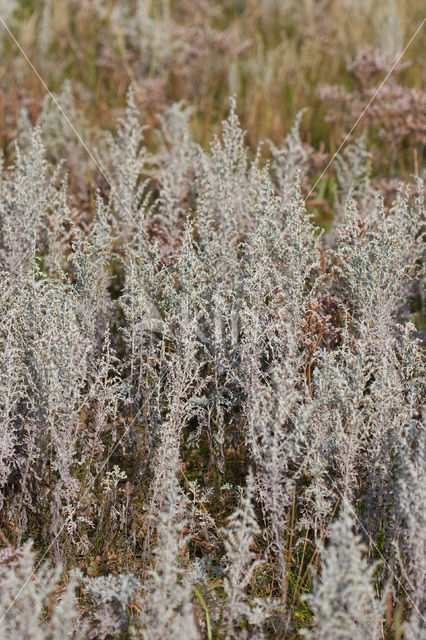 Zeealsem (Artemisia maritima)