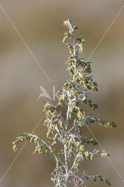 Sea Wood (Artemisia maritima)