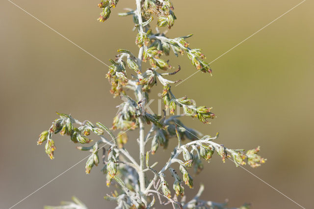 Sea Wood (Artemisia maritima)