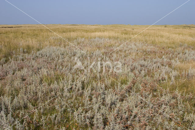 Zeealsem (Artemisia maritima)